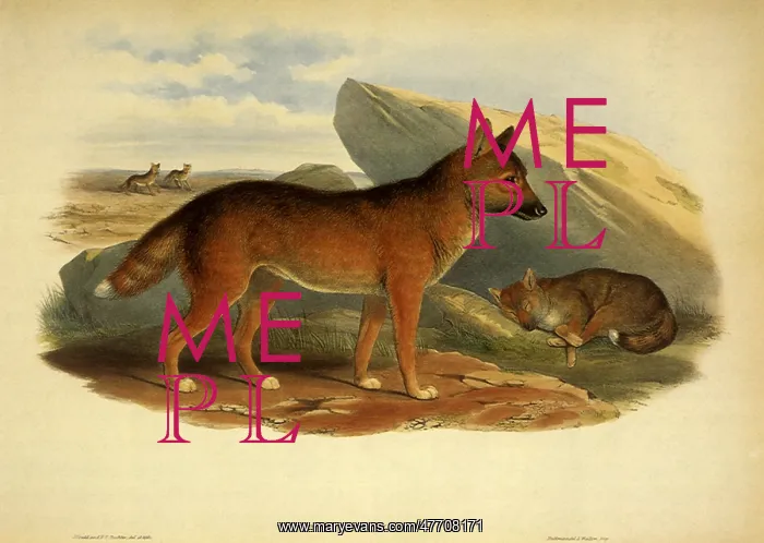 : Dingo, Canis familiaris : Dingo, Canis familiaris