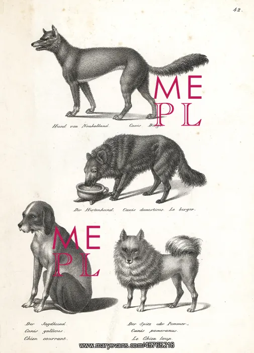 : Dingo, sheepdog, scent hound and pomeranian : Dingo, sheepdog, scent hound and pomeranian