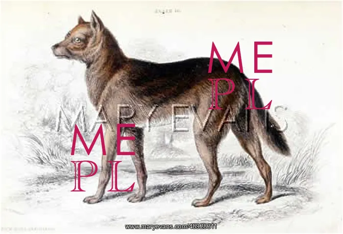  : DINGO (SMITH)