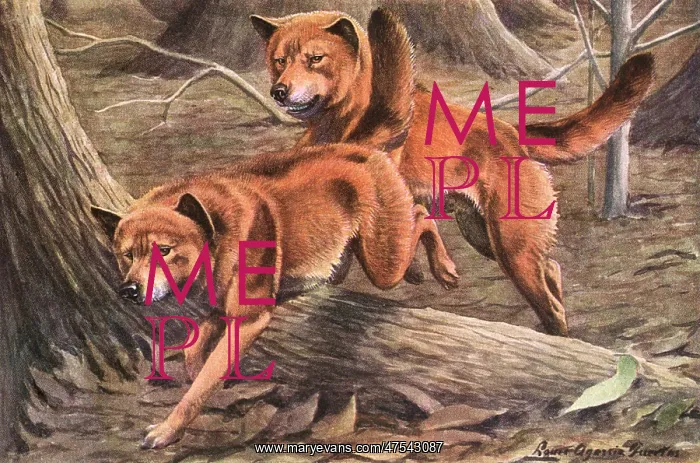 : Dingoes, leap over a tree root a forest, their coats are redish brown with tints of black : Dingoes, leap over a tree root a forest, their coats are redish brown with tints of black
