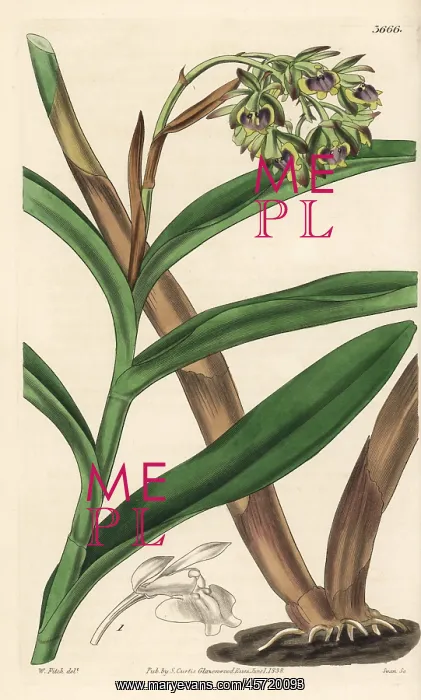: Dingy epidendrum orchid, Epidendrum anceps : Dingy epidendrum orchid, Epidendrum anceps