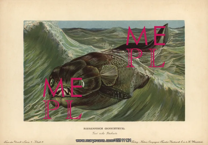 : Dinichthys, extinct genus of placoderms, armored : Dinichthys, extinct genus of placoderms, armored