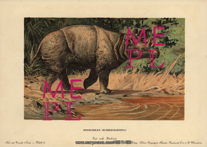 : Dinoceras, Uintatherium anceps, extinct herbivorous : Dinoceras, Uintatherium anceps, extinct herbivorous