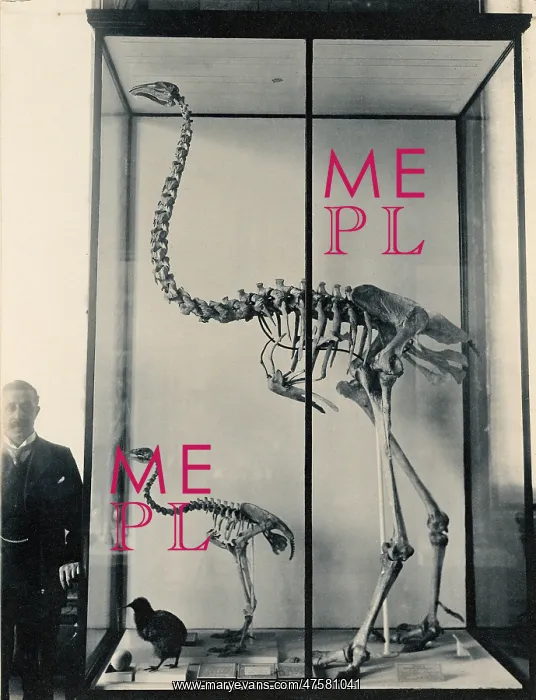 : Dinoris sp. moa skeletons : Dinoris sp. moa skeletons