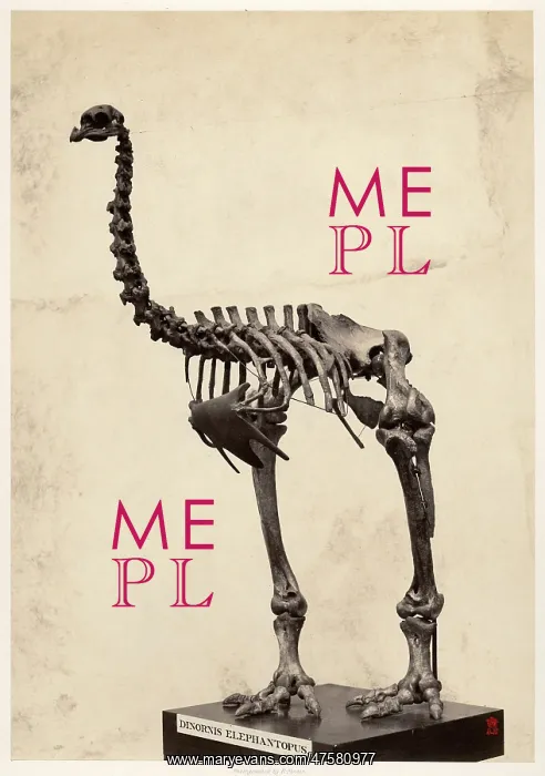 : Dinornis elephantopus, heavy-footed moa : Dinornis elephantopus, heavy-footed moa