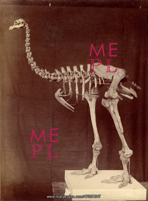 : Dinornis elephantopus, heavy-footed moa : Dinornis elephantopus, heavy-footed moa