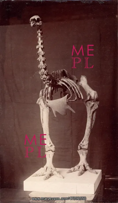 : Dinornis elephantopus, heavy-footed moa : Dinornis elephantopus, heavy-footed moa