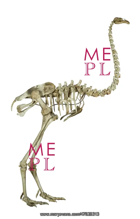 : Dinornis elephantopus, heavy-footed moa : Dinornis elephantopus, heavy-footed moa