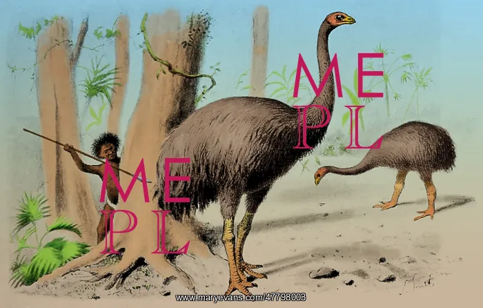 : Dinornis, Giant Moa, Cenozoic Bird : Dinornis, Giant Moa, Cenozoic Bird