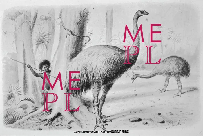 : Dinornis Giganteus : Dinornis Giganteus