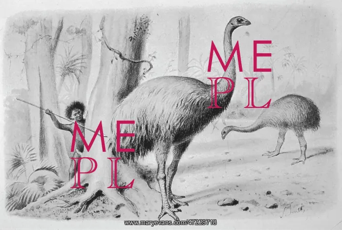 : Dinornis Giganteus : Dinornis Giganteus