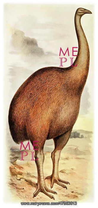 : Dinornis giganteus, giant moa : Dinornis giganteus, giant moa