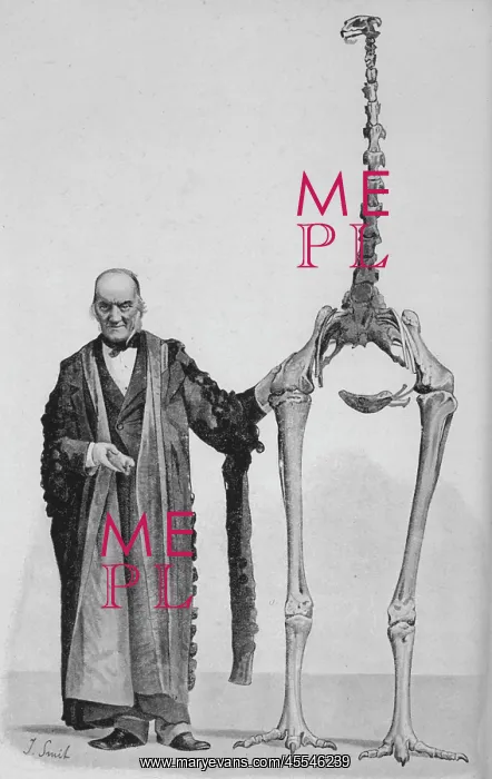  : Dinornis Maximus