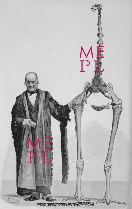 : Dinornis Maximus : Dinornis Maximus