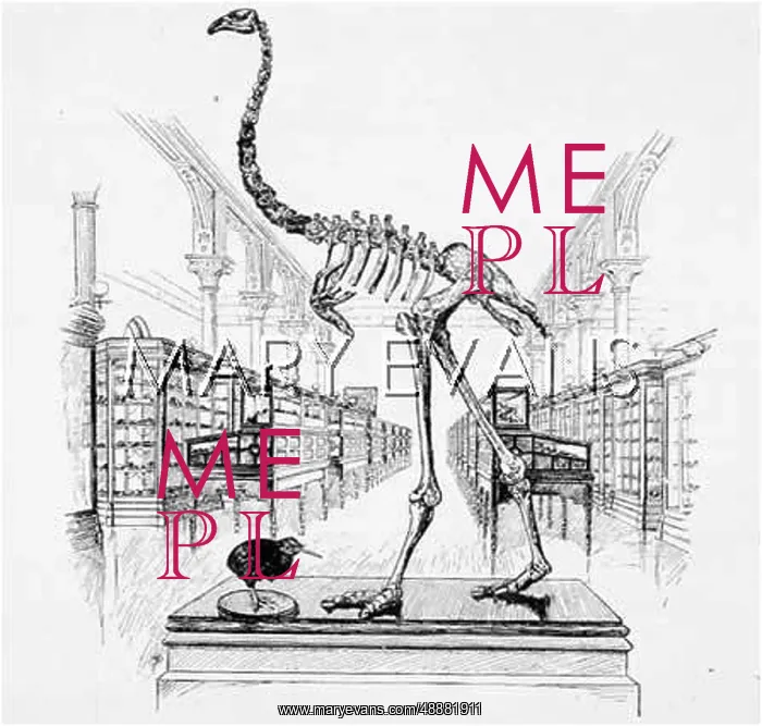 : DINORNIS SKELETON : DINORNIS SKELETON