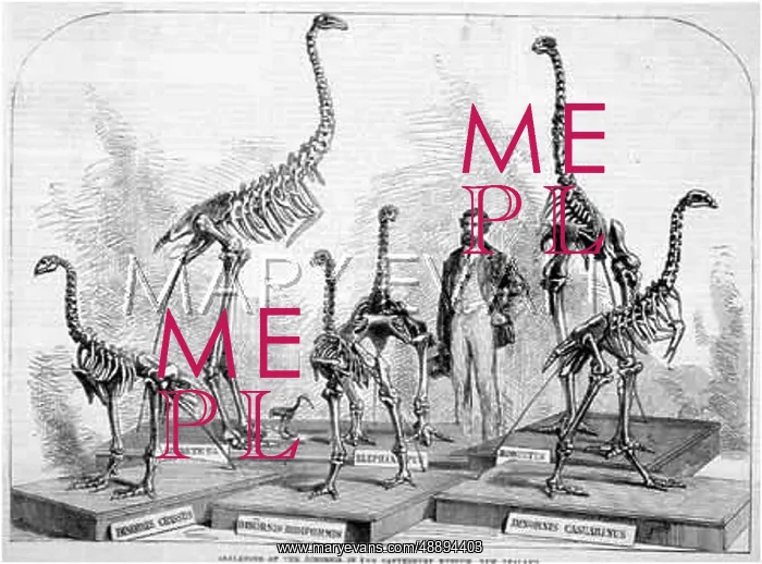 : DINORNIS SKELETONS : DINORNIS SKELETONS