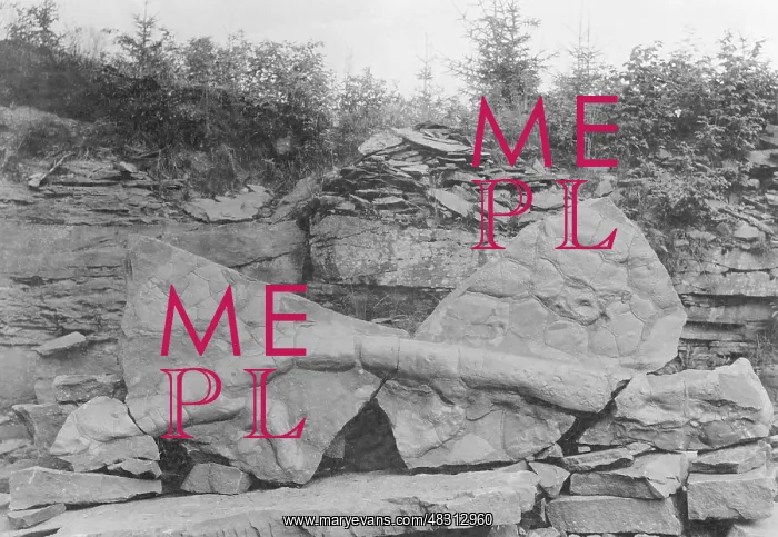 : Dinosaur bone as a fossil, 1913 : Dinosaur bone as a fossil, 1913