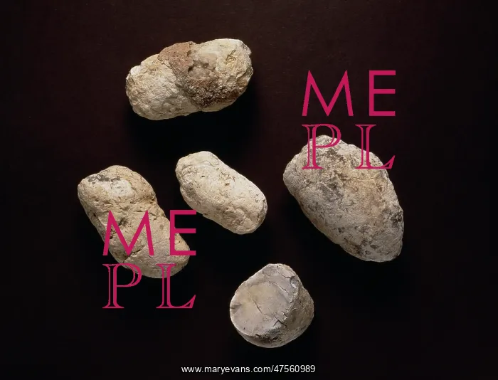 : Dinosaur coprolites : Dinosaur coprolites
