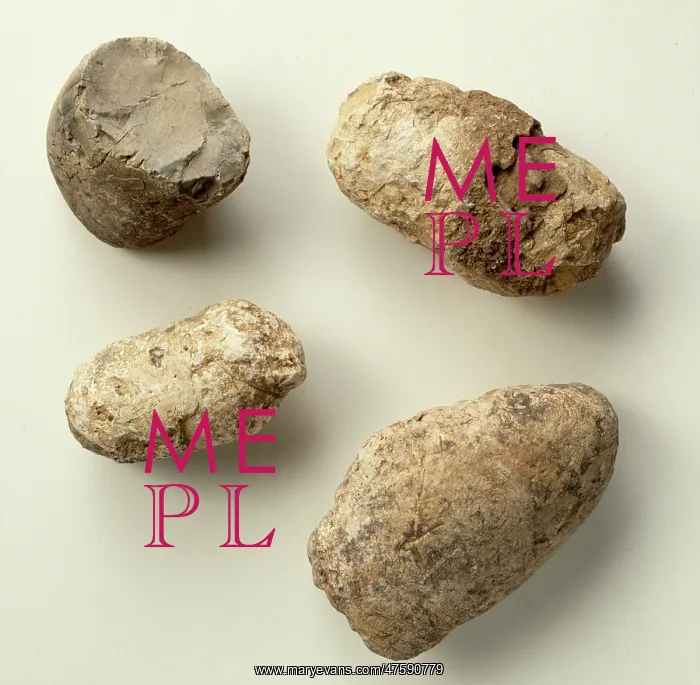 : Dinosaur coprolites : Dinosaur coprolites