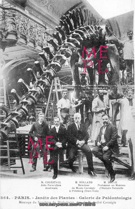  : Dinosaur - Diplodocus
