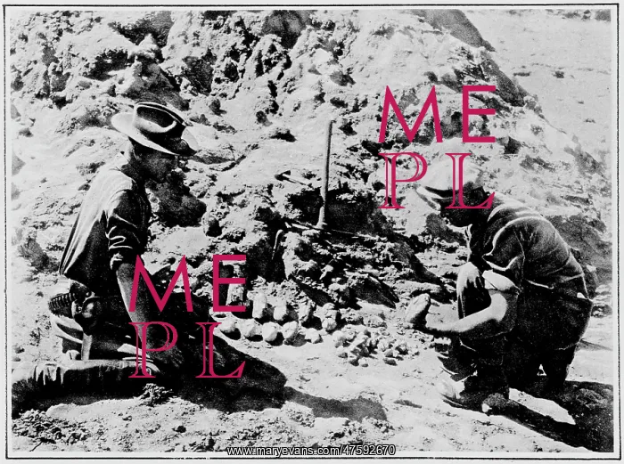 : Dinosaur egg excavation, 1925 : Dinosaur egg excavation, 1925