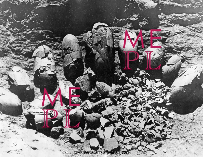 : Dinosaur eggs, 1925 : Dinosaur eggs, 1925