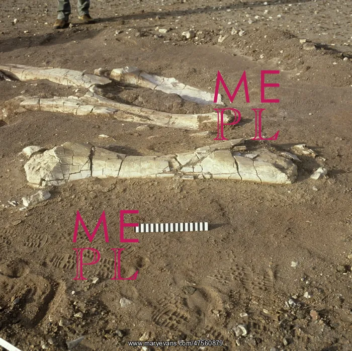 : Dinosaur excavation, Niger 1988 : Dinosaur excavation, Niger 1988
