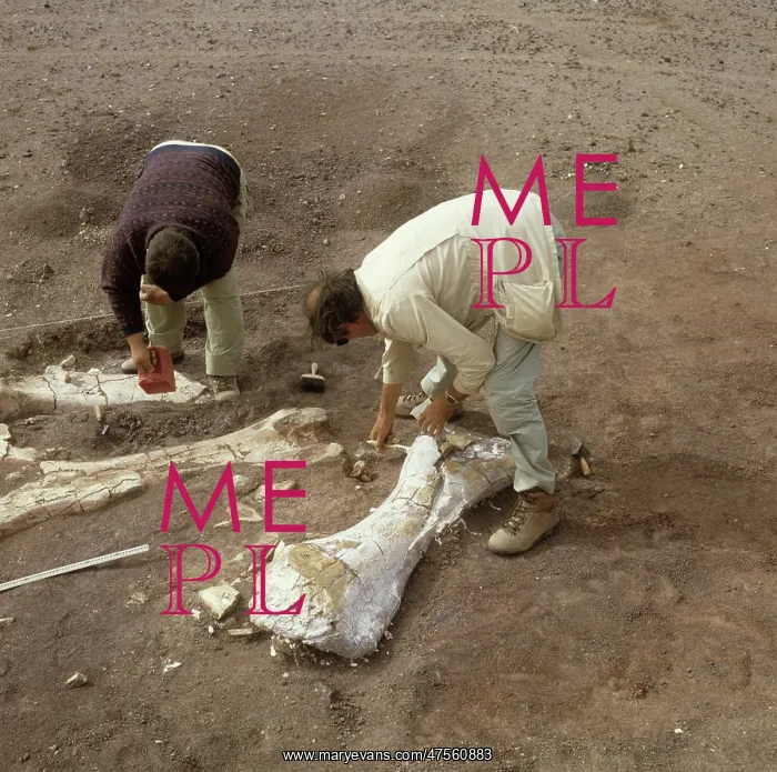 : Dinosaur excavation, Niger 1988 : Dinosaur excavation, Niger 1988