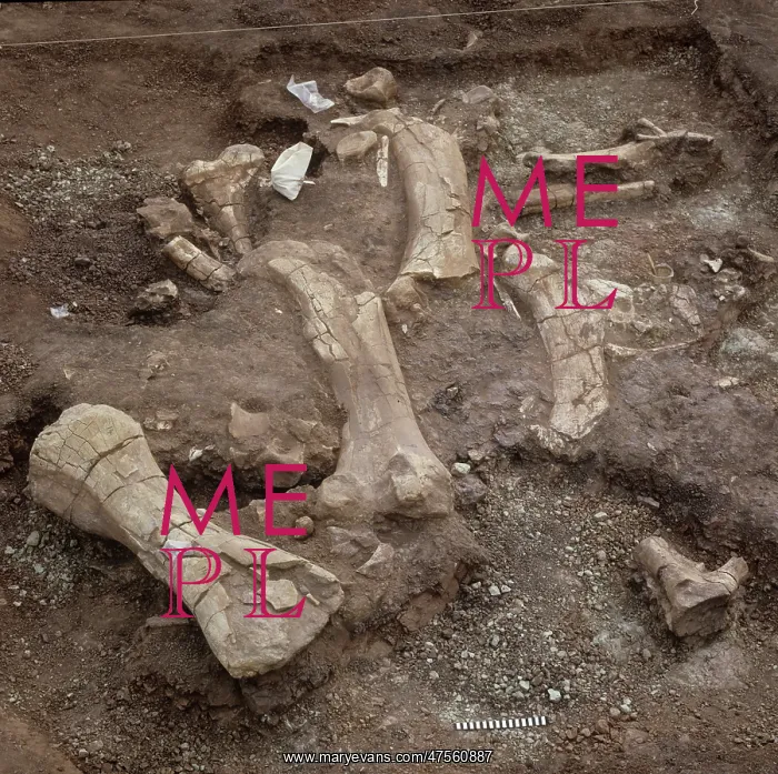 : Dinosaur excavation, Niger 1988 : Dinosaur excavation, Niger 1988