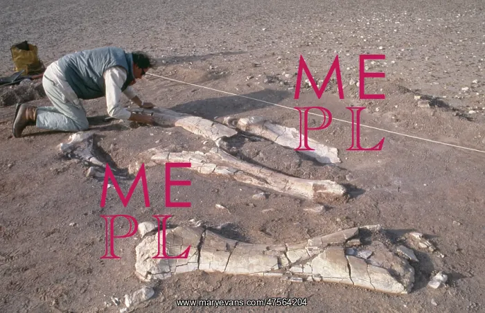 : Dinosaur excavation, Niger 1988 : Dinosaur excavation, Niger 1988