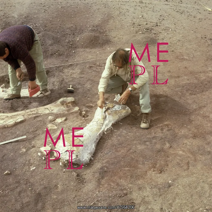 : Dinosaur excavation, Niger 1988 : Dinosaur excavation, Niger 1988