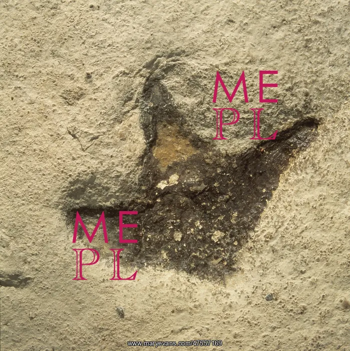 : Dinosaur footprint : Dinosaur footprint