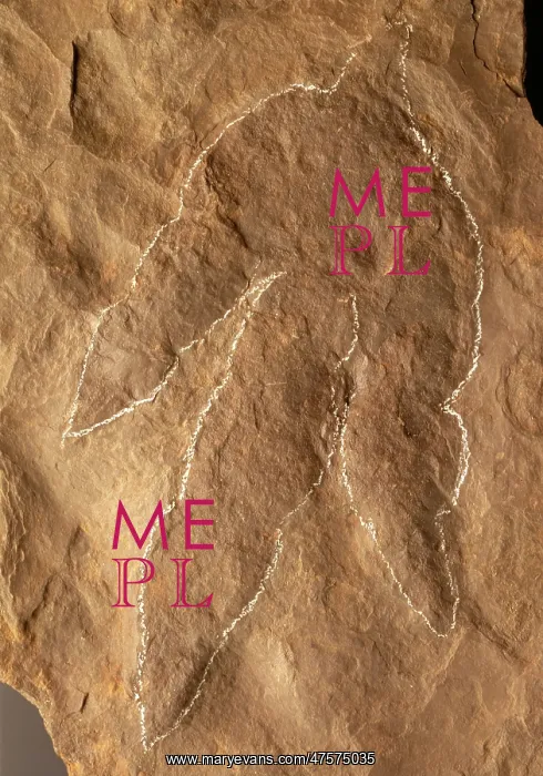 : Dinosaur footprint : Dinosaur footprint