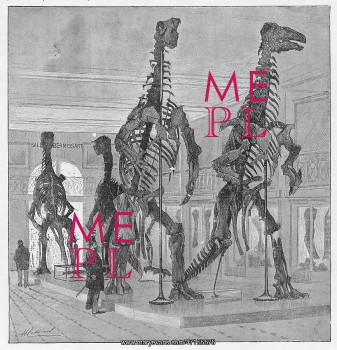 : DINOSAUR / IGUANODON : DINOSAUR / IGUANODON