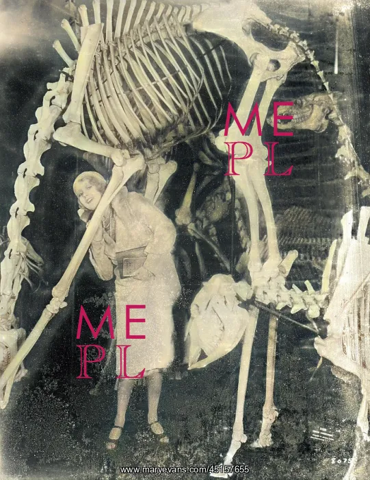 : DINOSAUR SKELETONS : DINOSAUR SKELETONS