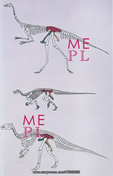 : Dinosaur skeletons comparing hip pelvic structure : Dinosaur skeletons comparing hip pelvic structure