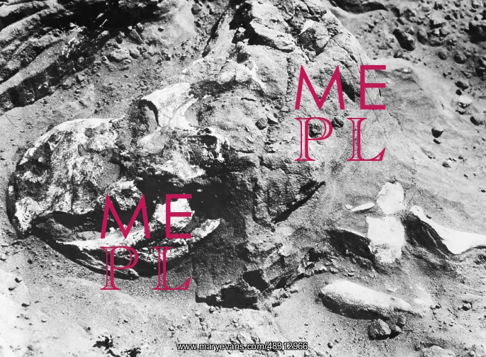 : Dinosaur skull, 1927 : Dinosaur skull, 1927