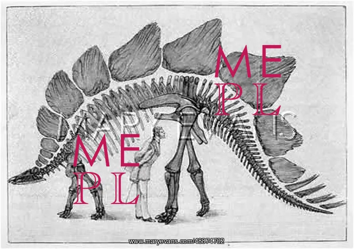  : DINOSAUR / STEGOSAURUS