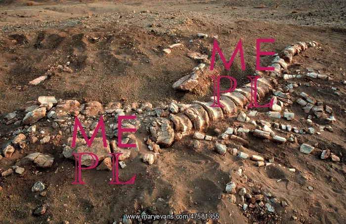 : Dinosaur tail bones : Dinosaur tail bones