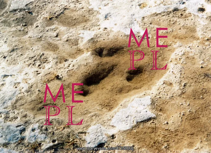  : DINOSAUR TRACKS / TEXAS