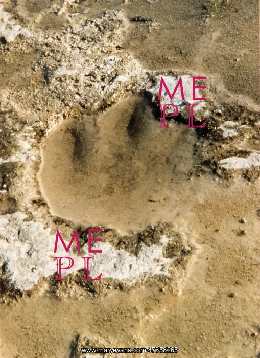  : DINOSAUR TRACKS / TEXAS
