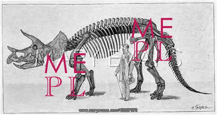  : DINOSAUR / TRICERATOPS