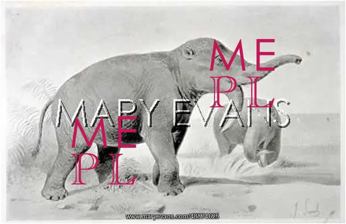 : DINOTHERIUM : DINOTHERIUM