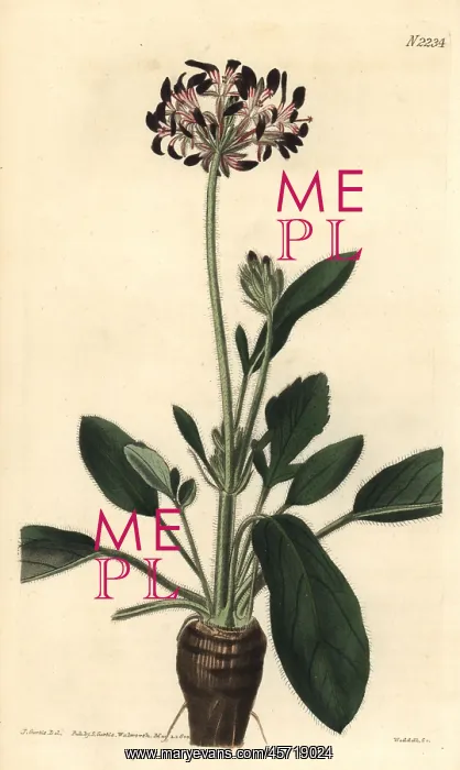 : Dioecious black-flowered storks-bill, Pelargonium dioicum : Dioecious black-flowered storks-bill, Pelargonium dioicum