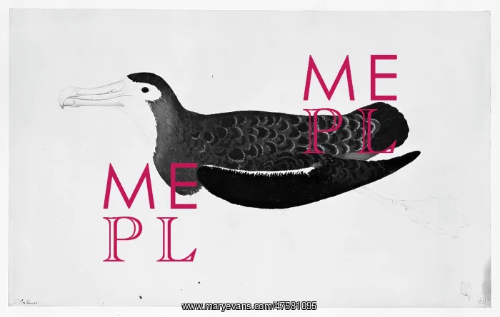 : Diomedia exulans : Diomedia exulans