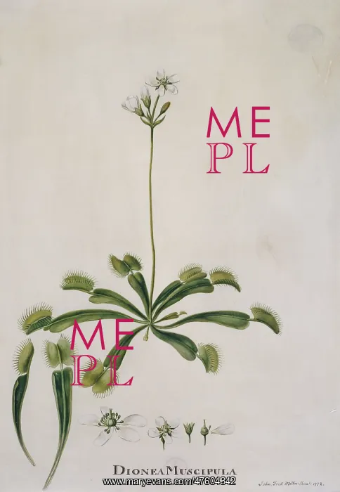 : Dionaea muscipula, venus fly trap : Dionaea muscipula, venus fly trap