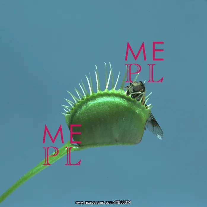 : Dionaea muscipula, venus flytrap : Dionaea muscipula, venus flytrap