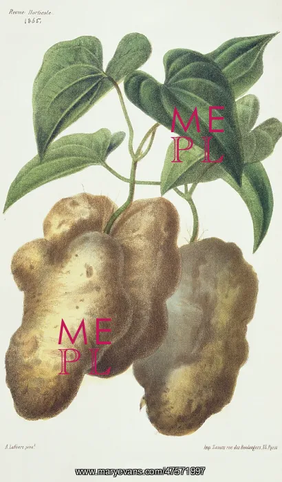 : Dioscorea decaisneana, yam : Dioscorea decaisneana, yam