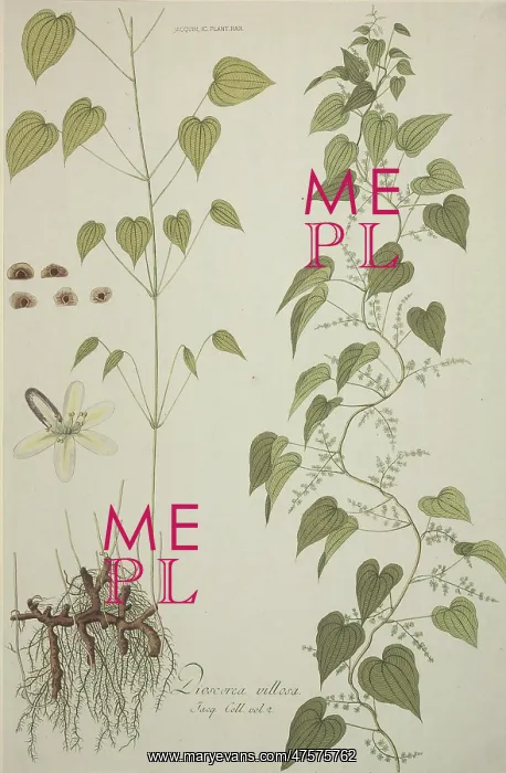 : Dioscorea villosa, wild yam : Dioscorea villosa, wild yam