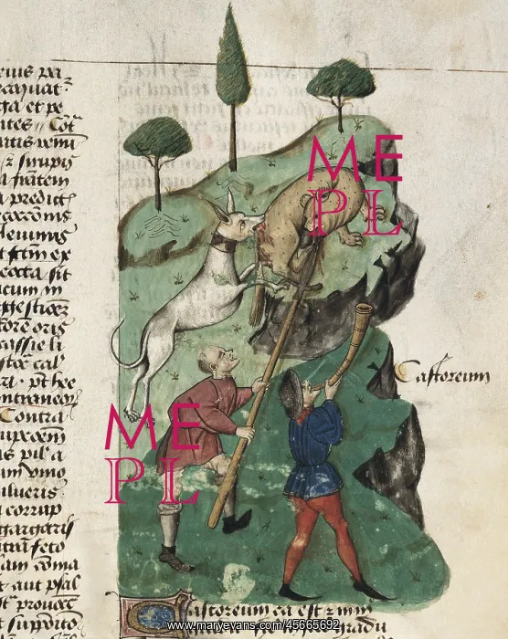: Dioscorides, Pedanius (40-c.70). The beaver hunting : Dioscorides, Pedanius (40-c.70). The beaver hunting